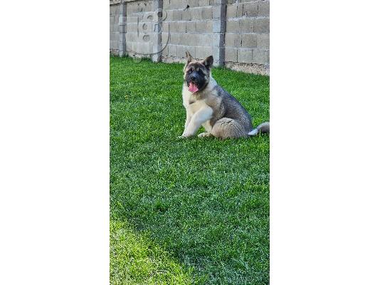 American Akita, υψηλής ποιότητας κουτάβια
